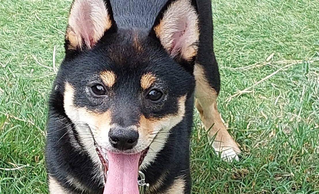 柴犬