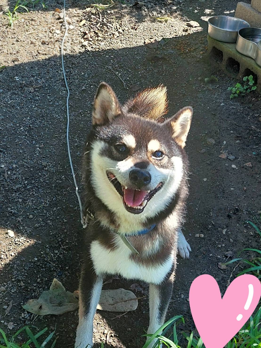 柴犬