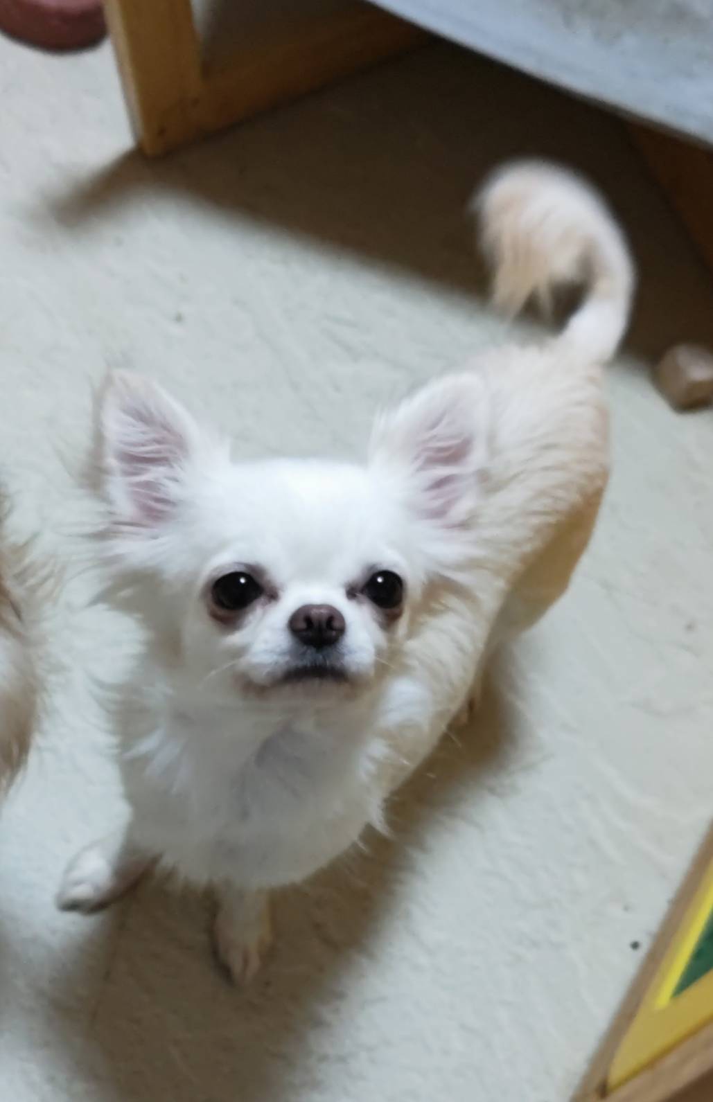 チワワ