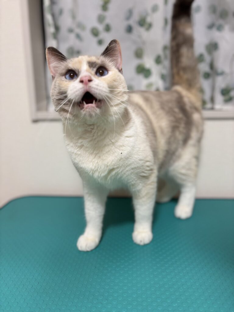 ミヌエット