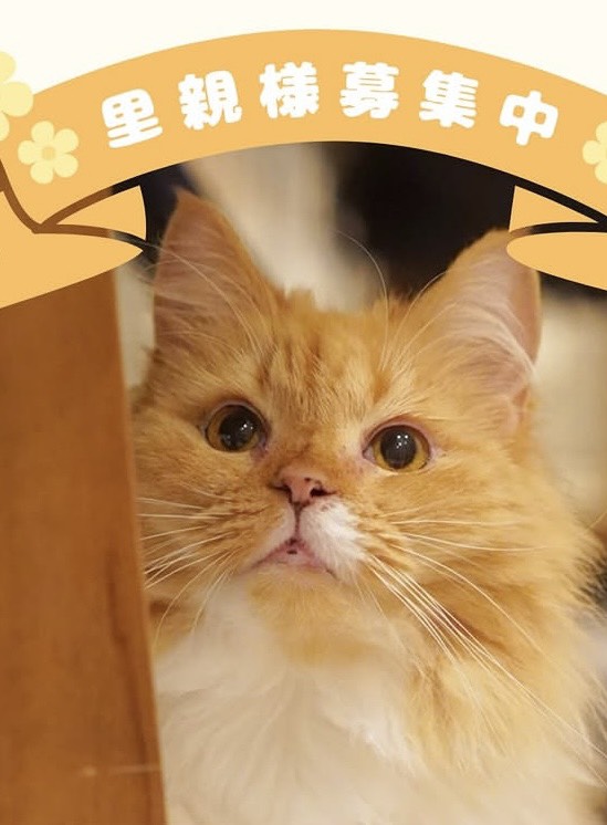 サイベリアン