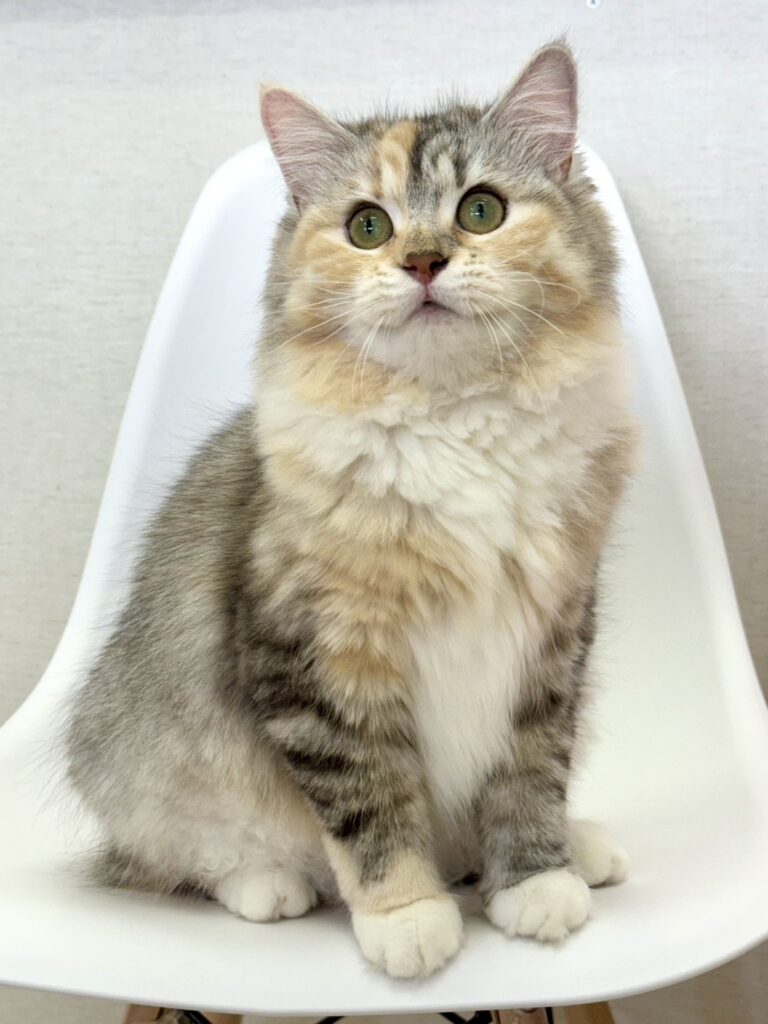サイベリアン里親募集