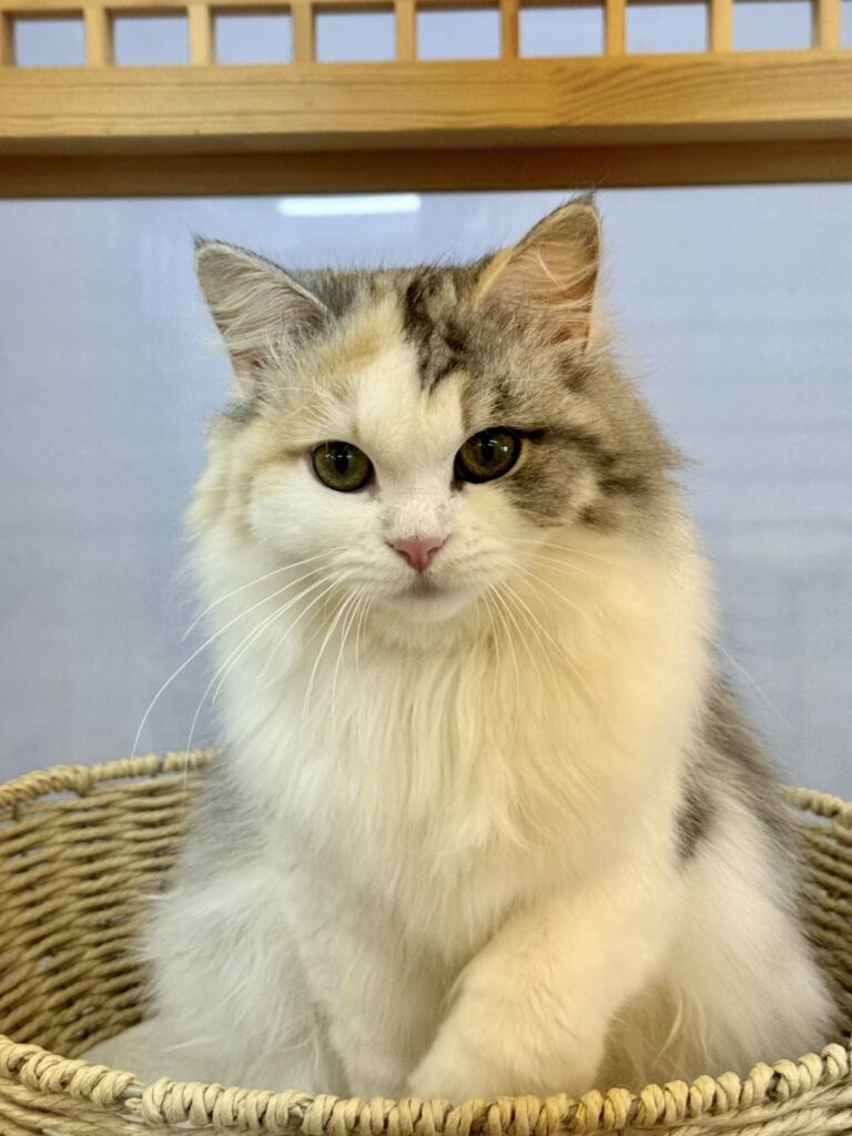 サイベリアン