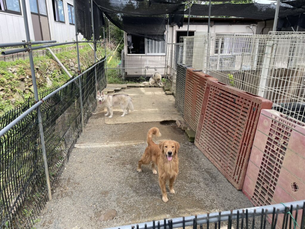 ゴールデンレトリバー