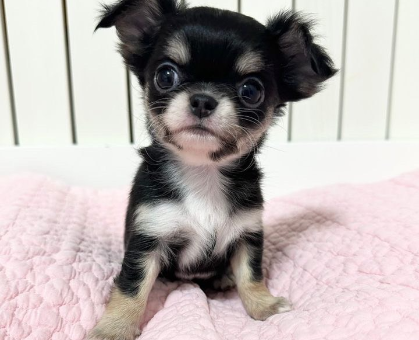 eico様 オーダー専用　キャリーでおでかけ　ブラックタンチワワちゃん チワワ 】陽気で甘えん坊なブラックタンのスムースコート女の子