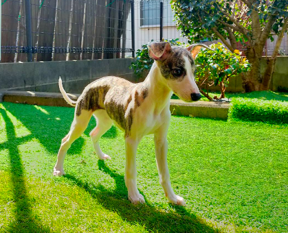 特別なウィペット｜ペットの実家－親を見せる優良ブリーダー直販の子犬子猫販売