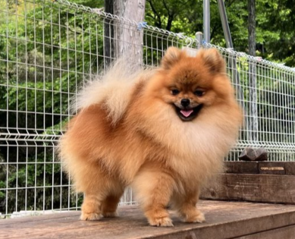 禁断のポメラニアンさ専用 大きいサイズのオレンジポメラニアン｜ペットの実家－親を見せる