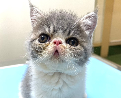 代引き人気 ぬいぐるみのようにふわふわな可愛いエキゾチックショートヘア ぬいぐるみ
