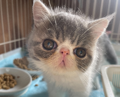 ぬいぐるみのようにふわふわな可愛いエキゾチックショートヘア