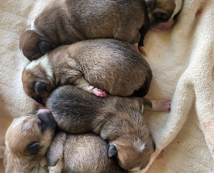 みかっち様❤ウェルシュ・コーギー ポメラニアン ペン立て♡ みかっち様❤ウェルシュ・コーギー ポメラニアン ペン立て♡ みかっち様❤