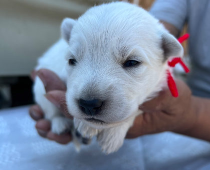 温厚な大型犬❤️ホワイトスイスシェパードドッグ｜ペットの実家－親を見せる優良ブリーダー直販の子犬子猫販売