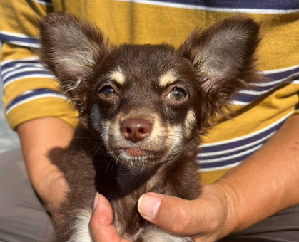 パパにそっくりチョコタンチワワ｜ペットの実家－親を見せる優良ブリーダー直販の子犬子猫販売