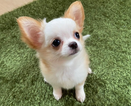 新品♡激かわいい♡チワワ 犬 わんちゃん 英字新聞 Y2K バッグ　ビンテージ トートバッグも可愛かった バッグ好き犬こまちゃん🐶 海外