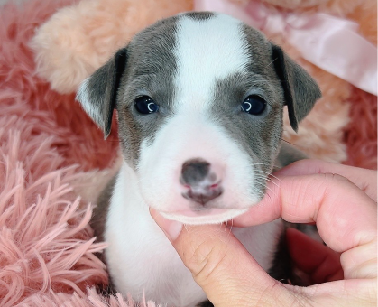 rin様　確認用　イタグレ　ブルーフォーンホワイト 群馬県でイタリアングレーハウンド(イタグレ)の子犬を探す｜ブリーダーナビ