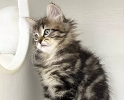 正規品♡ベビモコCAT上下セット♡オフホワイト　サイベリアン あなただけに甘えたい！ビビりなサイベリアン｜ペットの実家－親