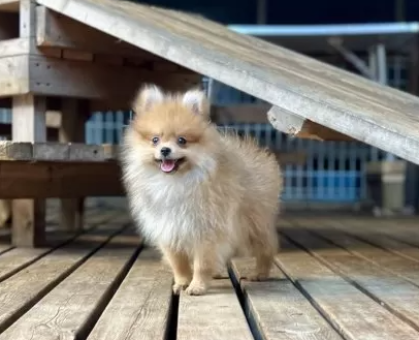 JKCチャンピオン直子 かわいいポメラニアン｜ペットの実家－親を見せる