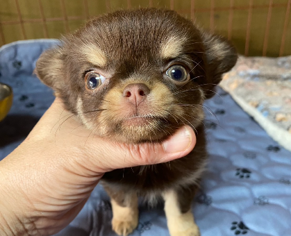 ワンちゃん・ネコちゃんサムネイル画像