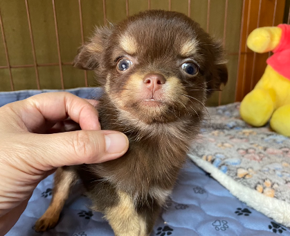 ワンちゃん・ネコちゃんサムネイル画像