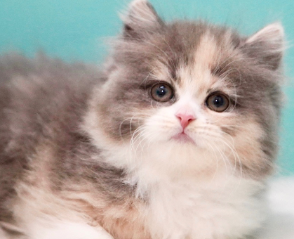 柔らかい色の三毛猫サイベリアン💓|ペットの実家-親を見せる 柔らかい色の三毛猫サイベリアン💓|ペットの実家-親を見せる