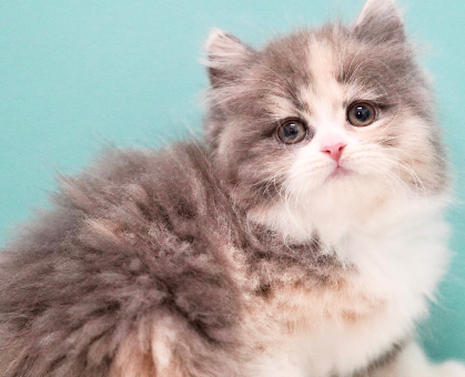 雄の三毛猫を飼育 ピンク色のバッタ発見｜NIEしもつけワーク