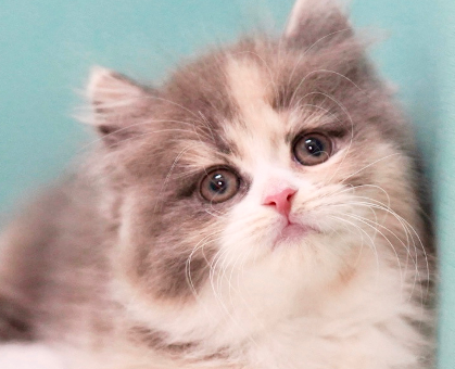 柔らかい色の三毛猫サイベリアン💓｜ペットの実家－親を見せる