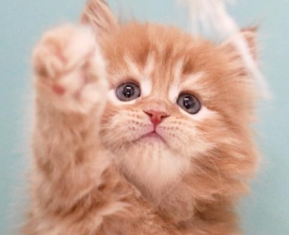 ワンちゃん・ネコちゃんサムネイル画像
