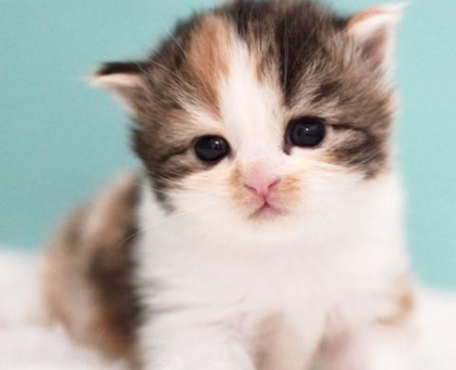 ワンちゃん・ネコちゃんサムネイル画像