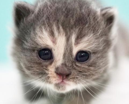 ワンちゃん・ネコちゃんサムネイル画像