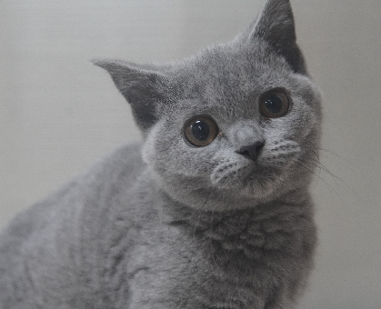 ワンちゃん・ネコちゃんサムネイル画像