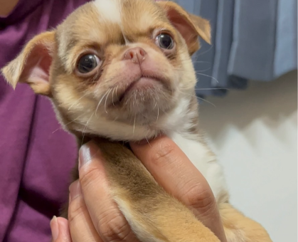 ワンちゃん・ネコちゃんサムネイル画像