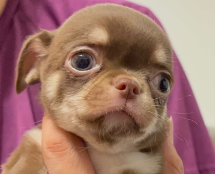 ワンちゃん・ネコちゃんサムネイル画像