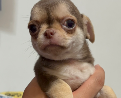 ワンちゃん・ネコちゃんサムネイル画像