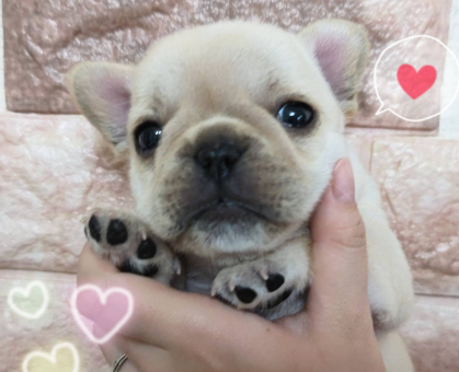ワンちゃん・ネコちゃんサムネイル画像