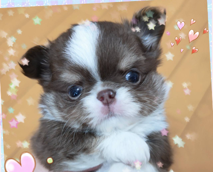 ワンちゃん・ネコちゃんサムネイル画像