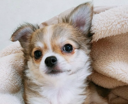ワンちゃん・ネコちゃんサムネイル画像
