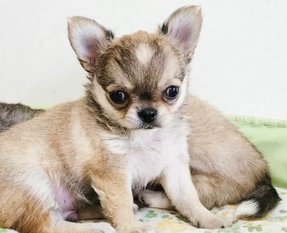 ワンちゃん・ネコちゃんサムネイル画像