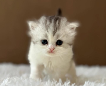 ワンちゃん・ネコちゃんサムネイル画像