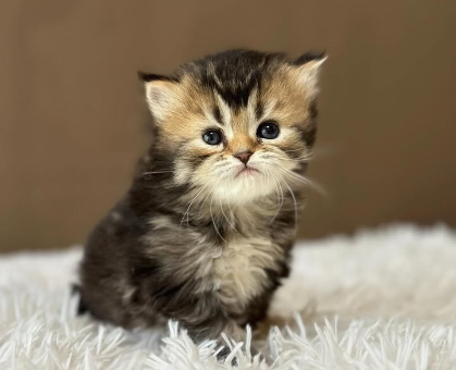 ワンちゃん・ネコちゃんサムネイル画像