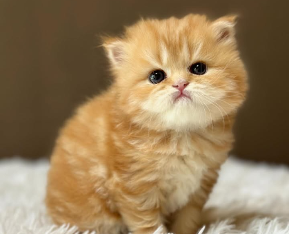 ワンちゃん・ネコちゃんサムネイル画像