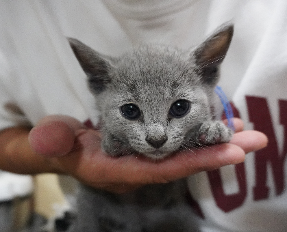 ワンちゃん・ネコちゃんサムネイル画像