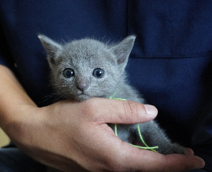 ワンちゃん・ネコちゃんサムネイル画像
