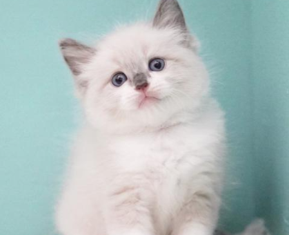 ワンちゃん・ネコちゃんサムネイル画像