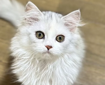 ワンちゃん・ネコちゃんサムネイル画像