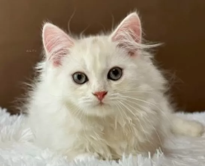 ワンちゃん・ネコちゃんサムネイル画像