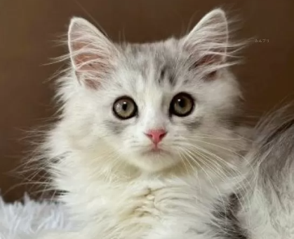 ワンちゃん・ネコちゃんサムネイル画像