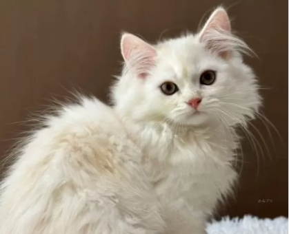 ワンちゃん・ネコちゃんサムネイル画像