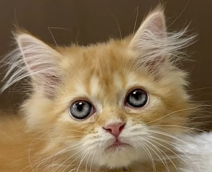ワンちゃん・ネコちゃんサムネイル画像