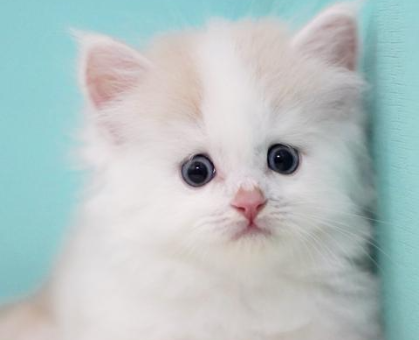 ワンちゃん・ネコちゃんサムネイル画像