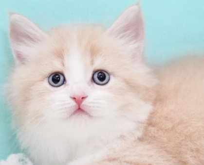 ワンちゃん・ネコちゃんサムネイル画像