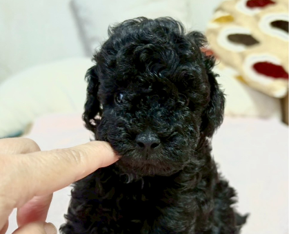 ワンちゃん・ネコちゃんサムネイル画像